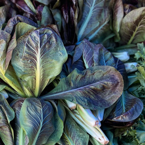 Organic Freckles Romaine