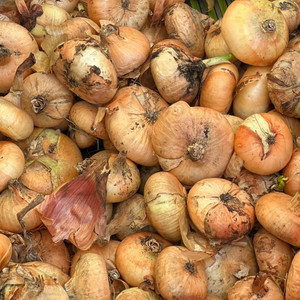 Borettana Cipollini Onion