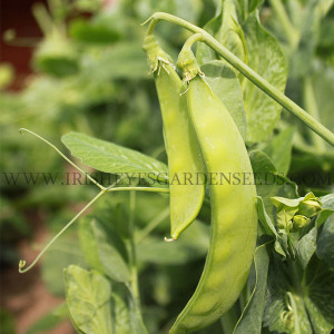 Organic Mammoth Melting Snow Pea