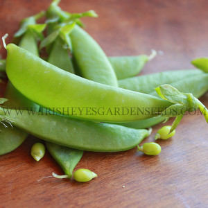 Organic Cascadia Pea Snap Pea