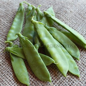 Organic Oregon Giant Snow Pea