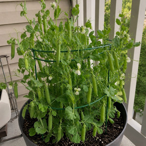 Organic Patio Pride AAS Shell