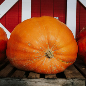 Organic Atlantic Giant Pumpkin