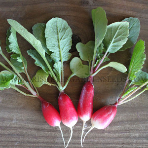 Organic French Breakfast Radish