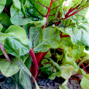 Organic Ruby Red Swiss Chard