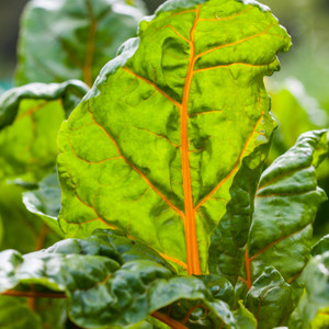 Organic Orange Swiss Chard