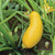 Organic Yellow Zucchini Squash