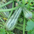Organic Cocozelle Squash