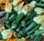 Organic Dark Green Zucchini