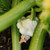 Organic Scallop White Bush Squash