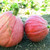 Organic Gold Nugget Squash