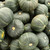 Organic Burgess Buttercup Squash
