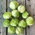 Organic Green Husk Tomatillo