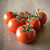 Organic Polar Star Tomato