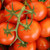 Organic Siletz Tomato