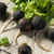 Black Spanish Radish
