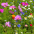 North American Wildflower Mix