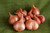 Dutch Red Shallot Garlic | Filaree Organic Seed Farm