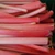 Crimson Red Rhubarb Conventional