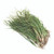 Organic Walla Walla Onion Transplant