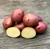 Organic Red Lasoda Potato