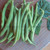 Kentucky Wonder Bush Bean