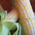 Trinity F-1 Corn