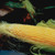 Incredible Corn