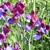Sweet Pea: Old Spice Mix