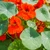 Nasturtium: Empress Of India