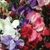 Sweet Pea: Bijou