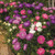 Aster: Pastels Mix