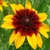 Daisy: Gloriosa