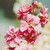 Clarkia: Elegans Mix