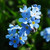 Cynoglossum: Forget-Me-Not