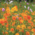 Cosmos: Bright Lights