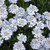 Candytuft: Pastel Mix