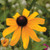 Daisy: Black Eyed Susan
