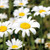 Daisy: Shasta