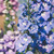 Larkspur: Giant Imperial Mix