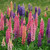 Lupine: Russell'S Mix