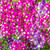 Linaria: Fairy Bouquet