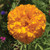 Marigold: Crackerjack Tall