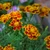 Marigold: Sparky Dwarf