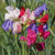 Sweet Pea: Mammoth Mix