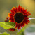 Sunflower: Velvet Queen