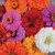 Zinnia: California Giant