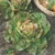 Blushed Butter Oak Lettuce