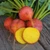 Organic Golden Beet