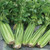 Organic Tall Utah Celery